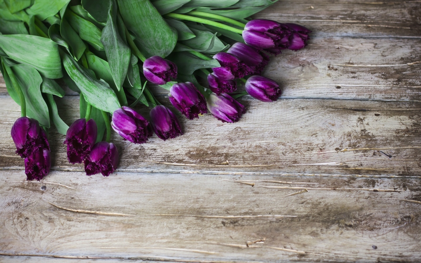 Фиолетовые тюльпаны на деревянном фоне