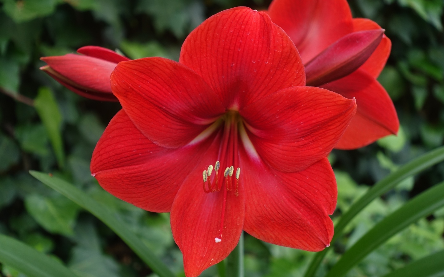 Красный цветок амариллис крупным планом