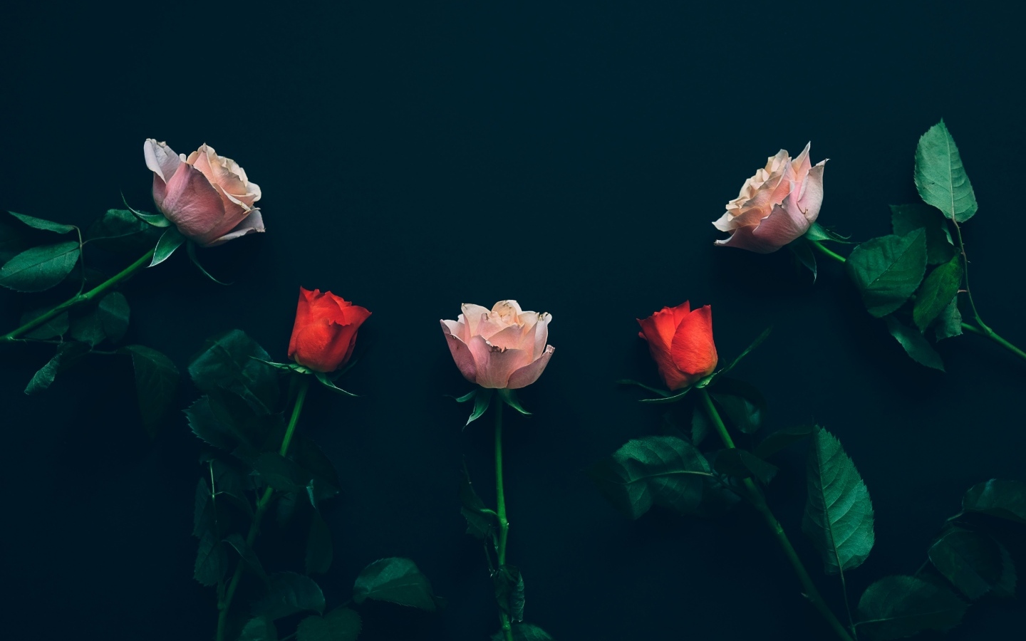 Красные и розовые розы на черном фоне