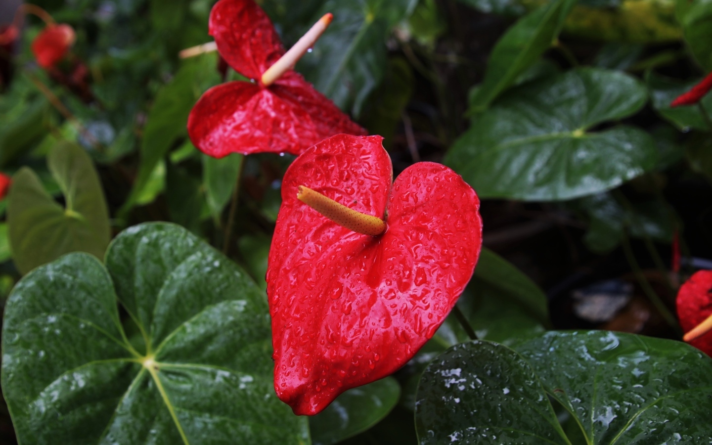 Красные цветы антуриум под дождем