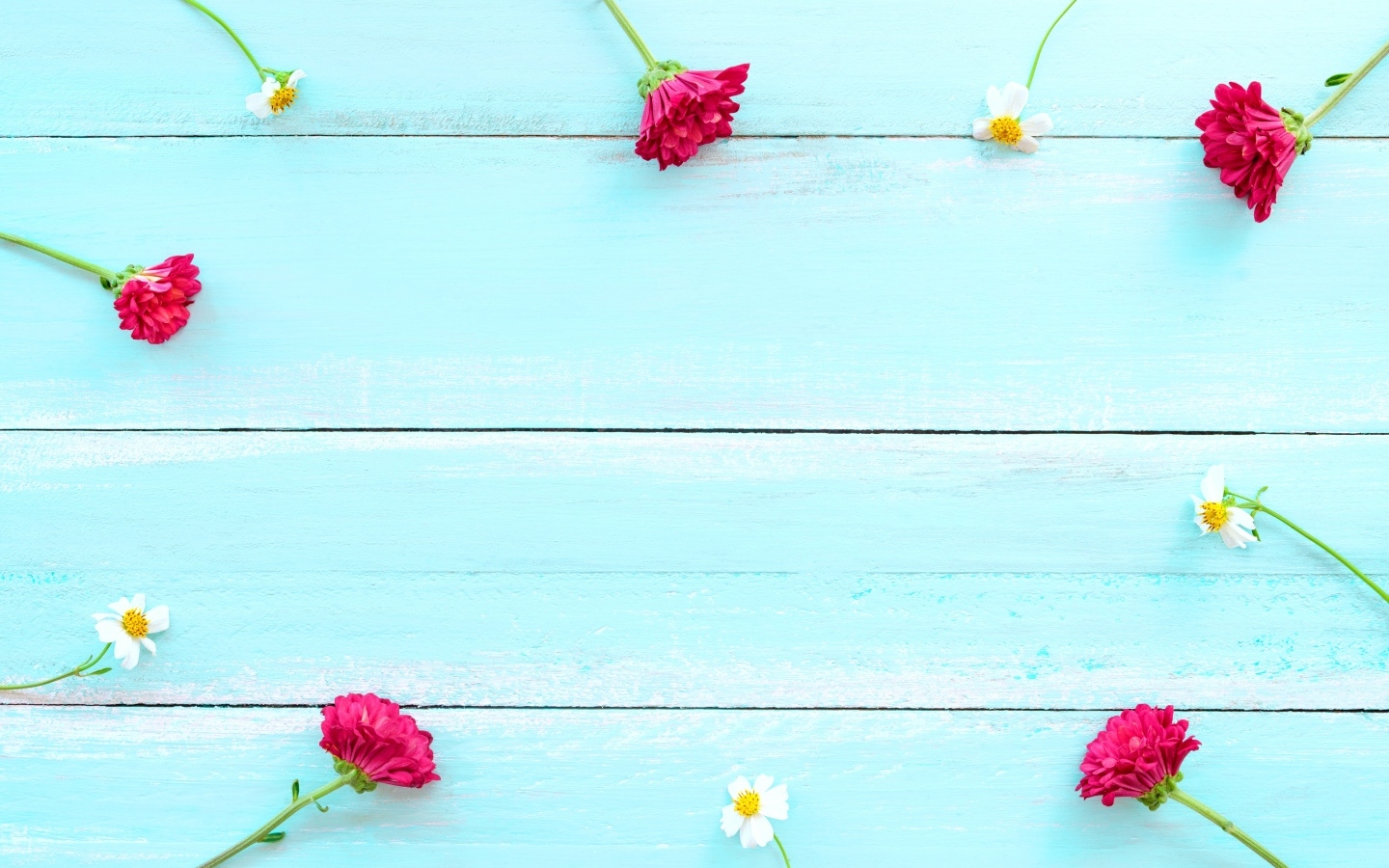 Красные хризантемы и цветы космеи на голубом фоне