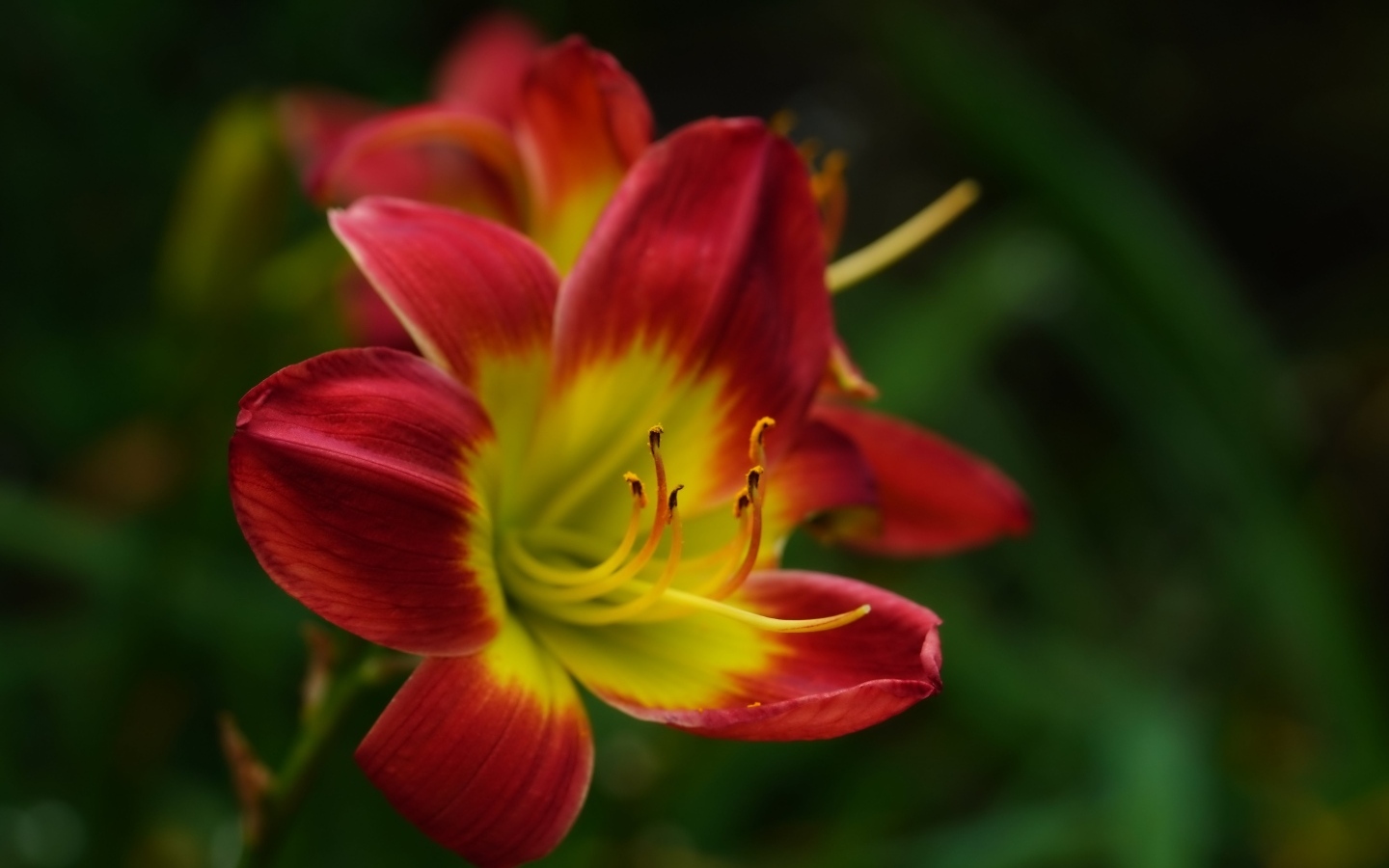 Красный цветок лилейника с желтой серединкой