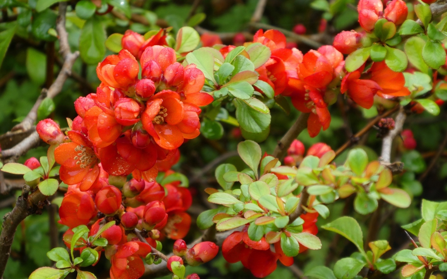 Красные цветы японской айвы на кустарнике