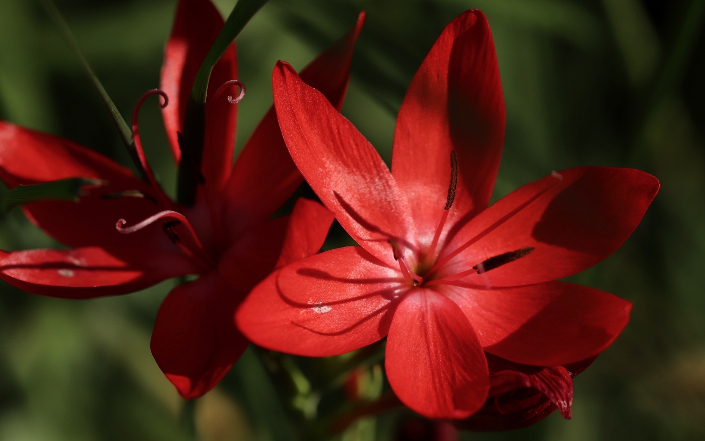 Красные цветы hesperantha семейства ирисовых