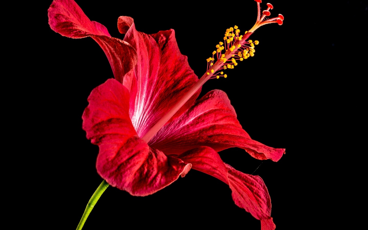 Красный цветок гибискуса на черном фоне