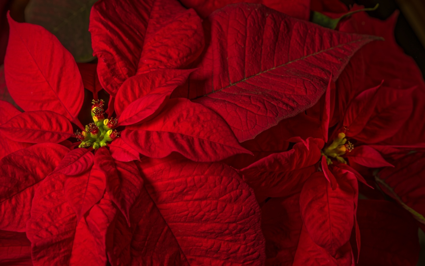 Красный комнатный цветок молочай