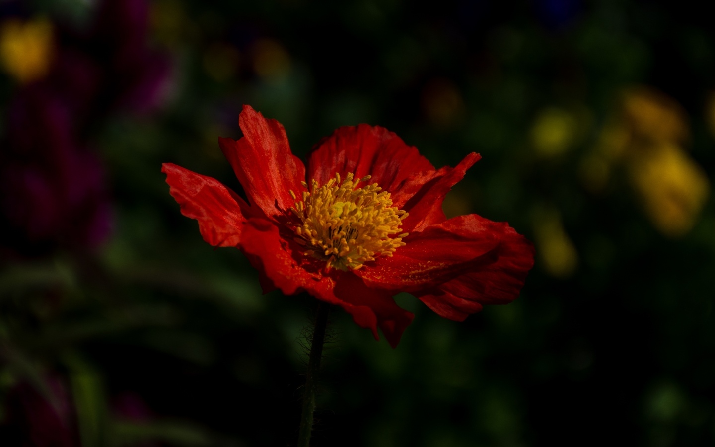 Красный цветок мака в лучах света