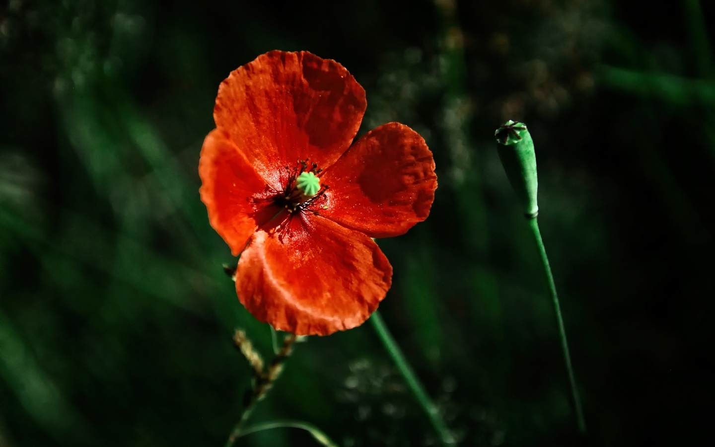 Цветок красного мака в лучах солнца