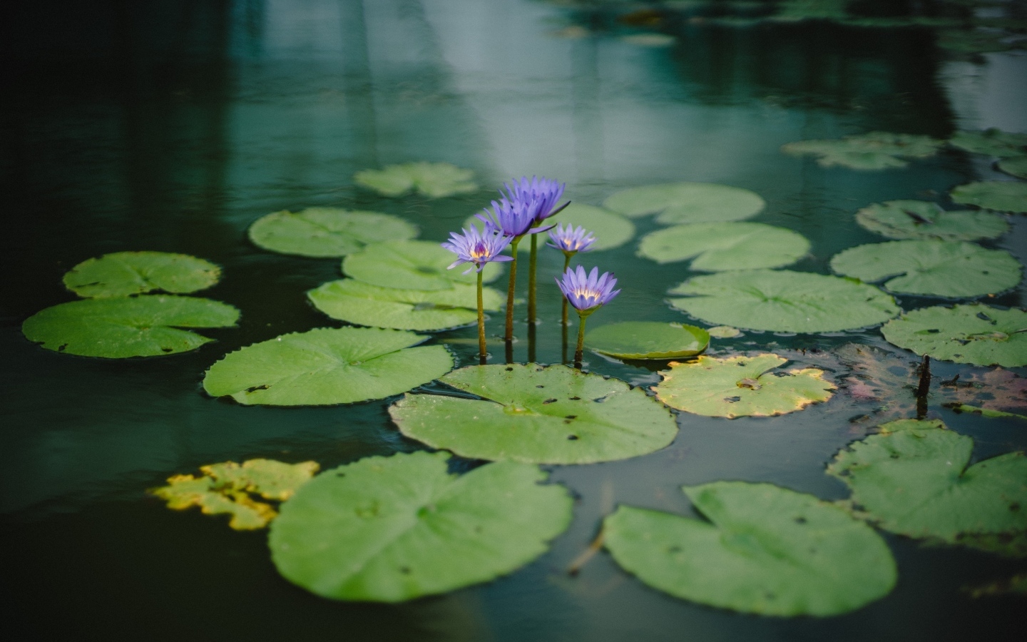 Маленькие сиреневые водяные лилии с зелеными листьями