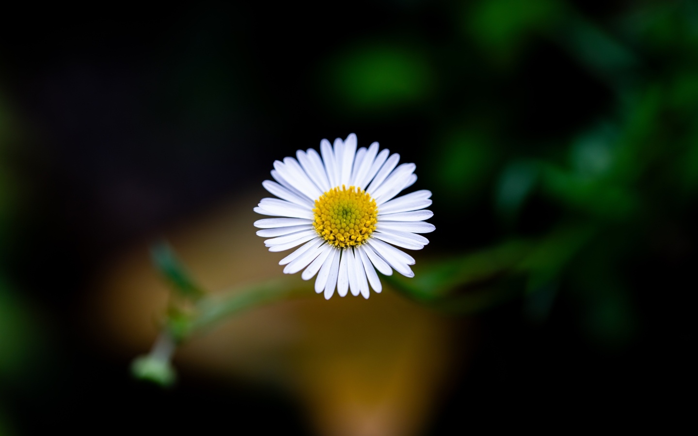 Маленькая одинокая ромашка крупным планом