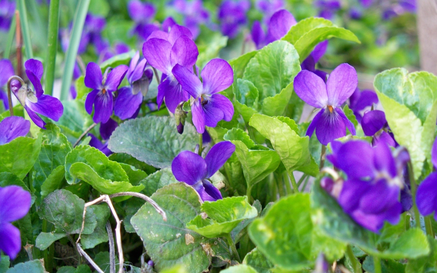 Маленькие фиолетовые цветы фиалки