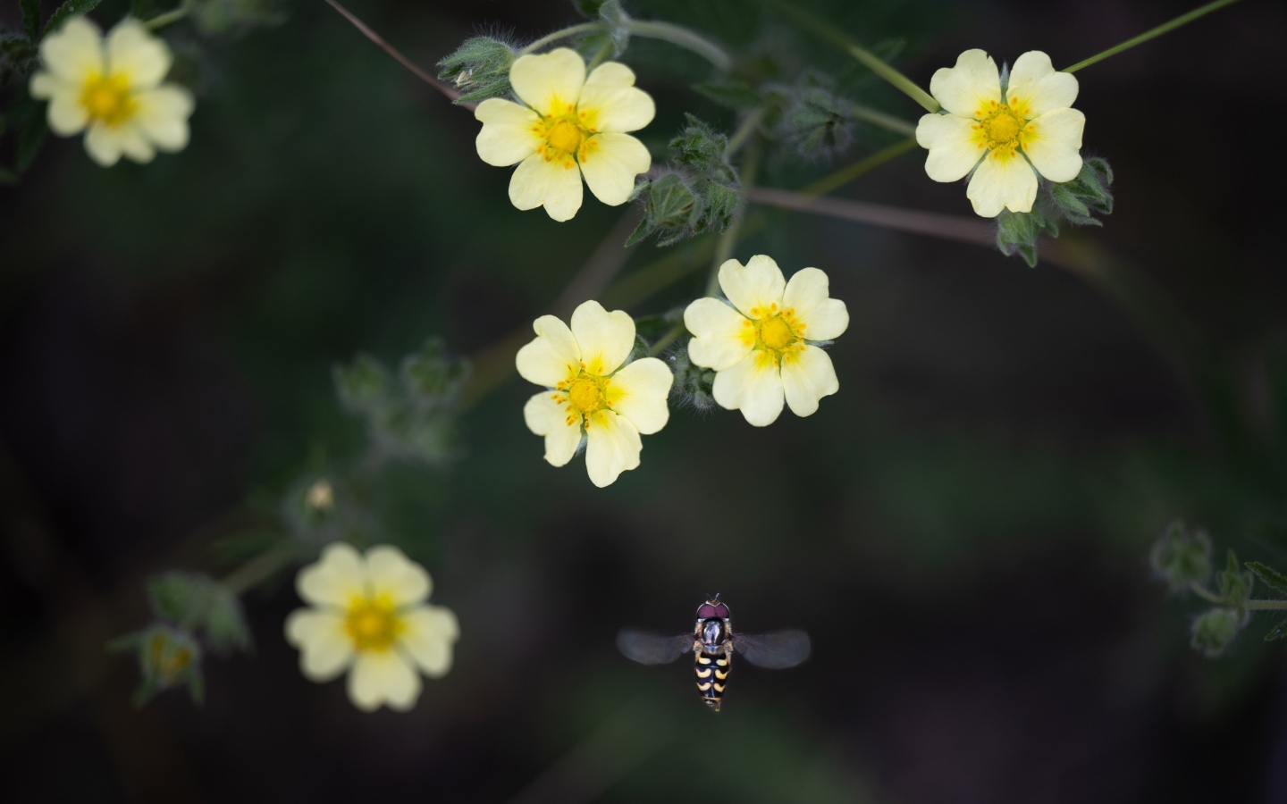 Маленькие желтые цветы лапчатка 