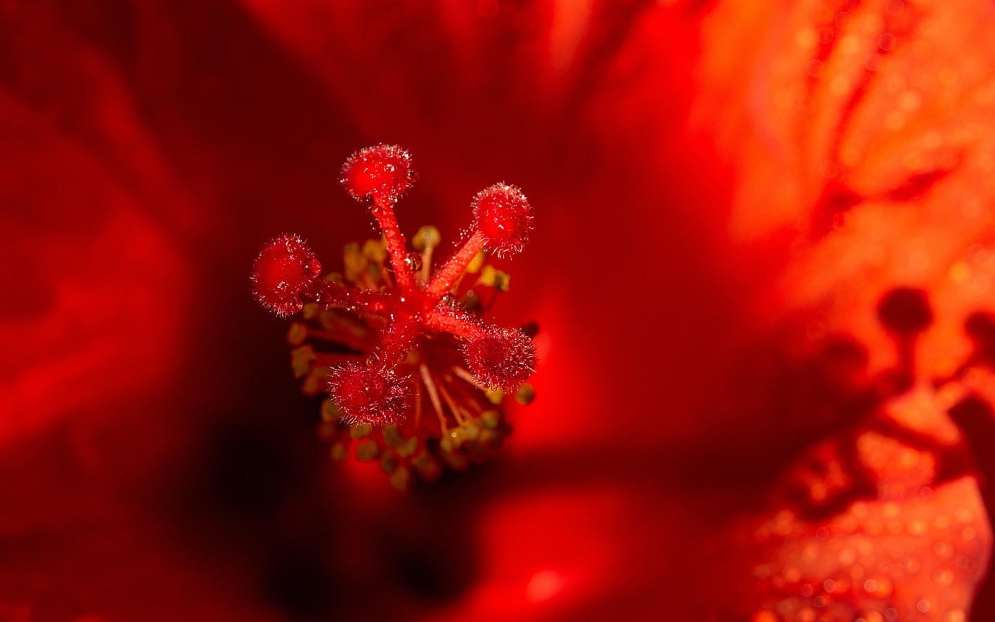 Тычинка цветка красного гибискуса