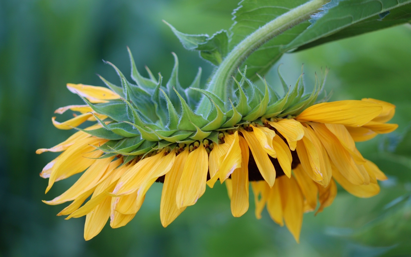 Подсолнух с желтыми лепестками опустился к земле