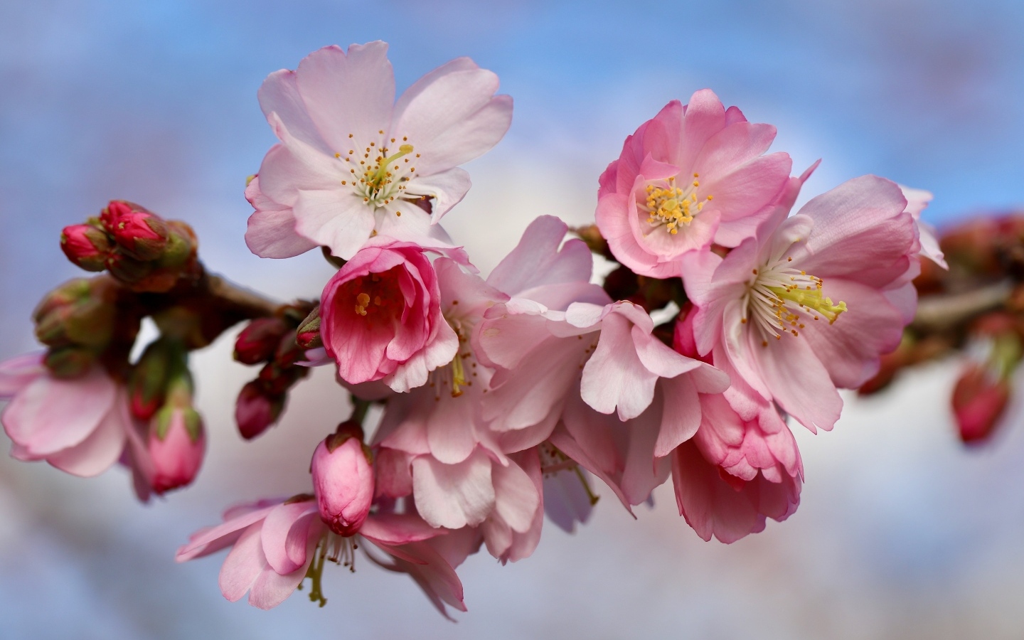 Первые розовые цветы на ветке дерева весной