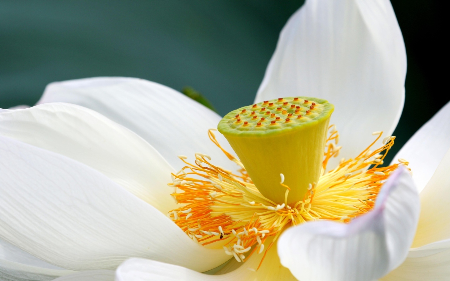 Середина нежного белого цветка лотоса