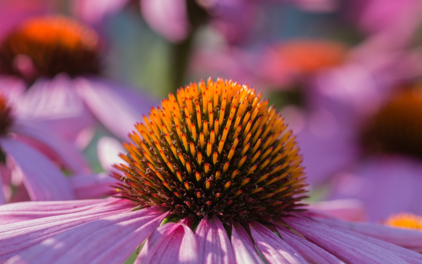 Серединка розового цветка эхинацеи