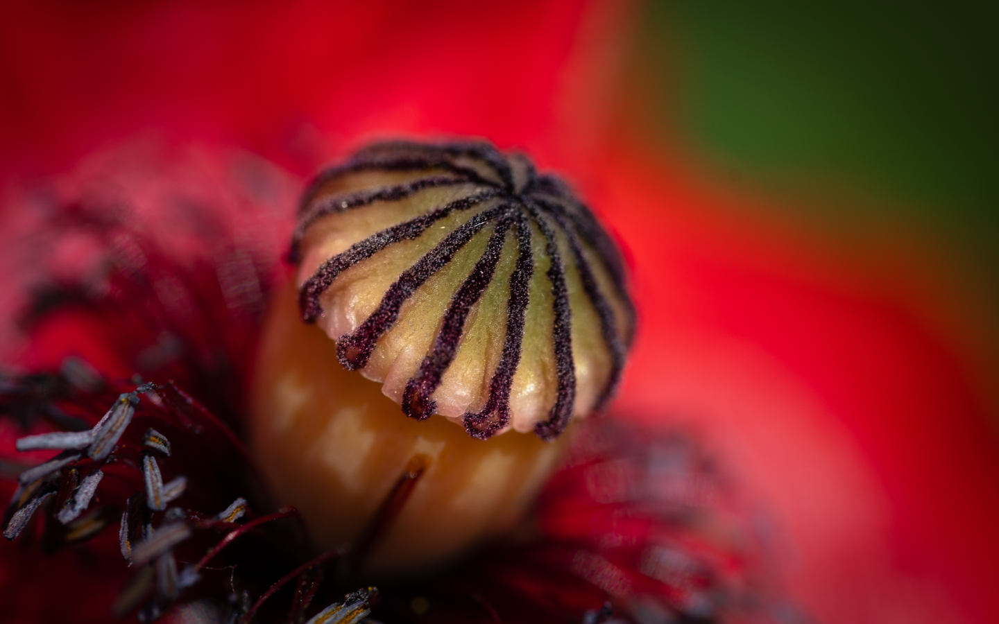 Середина красного цветка крупным планом