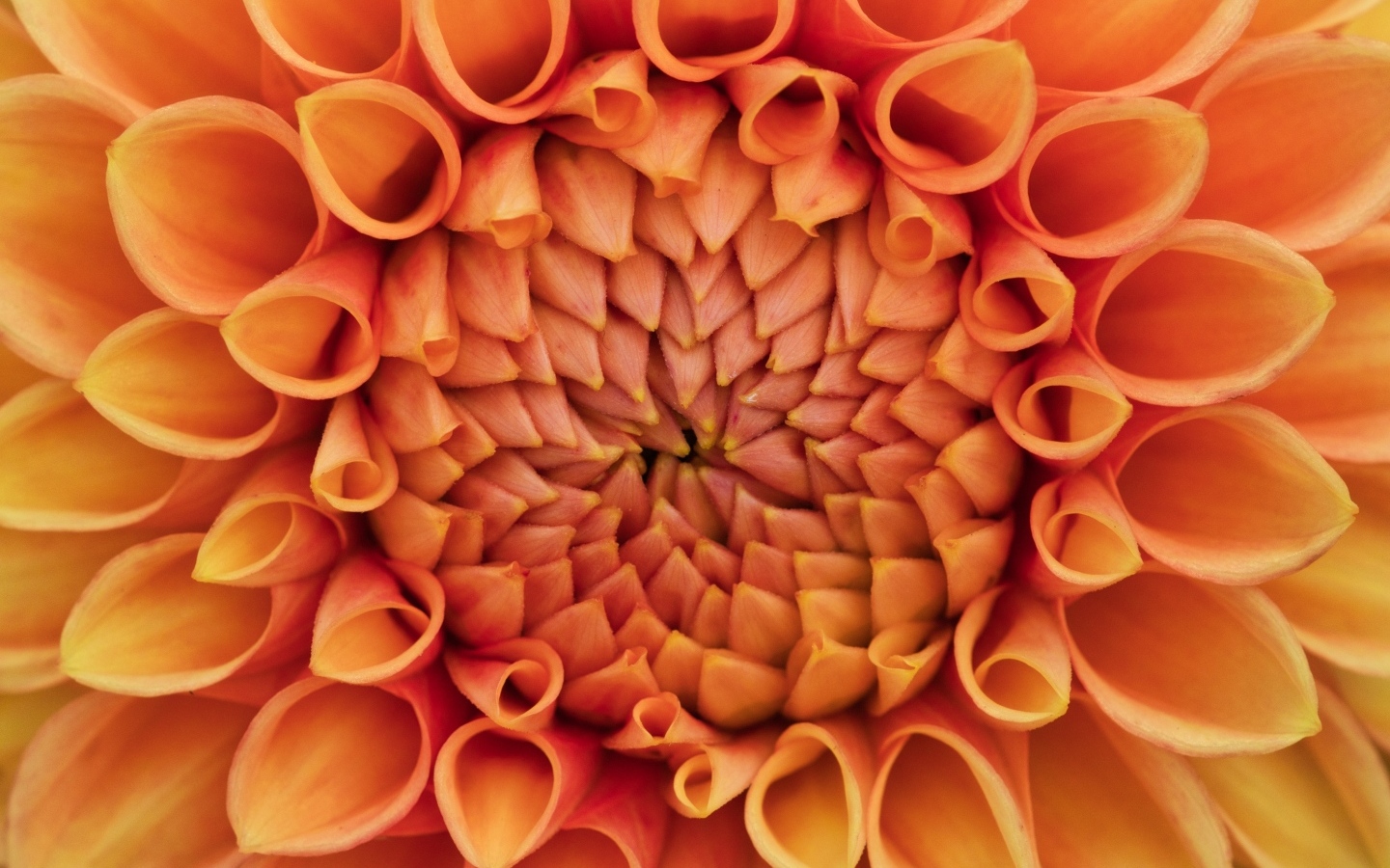 Серединка оранжевого цветка георгина