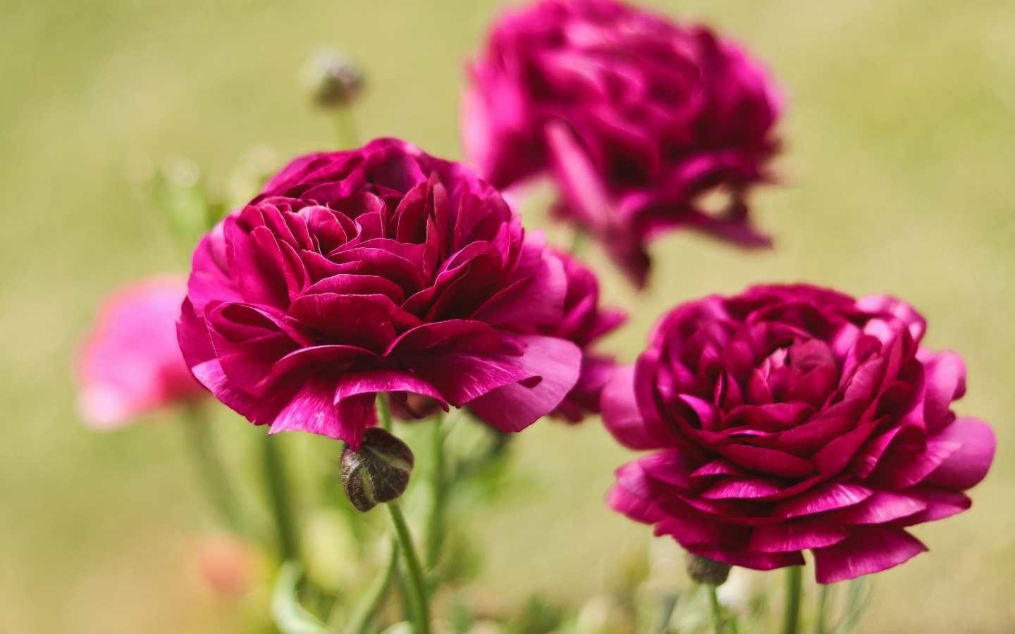 Три красных цветка лютика с бутонами