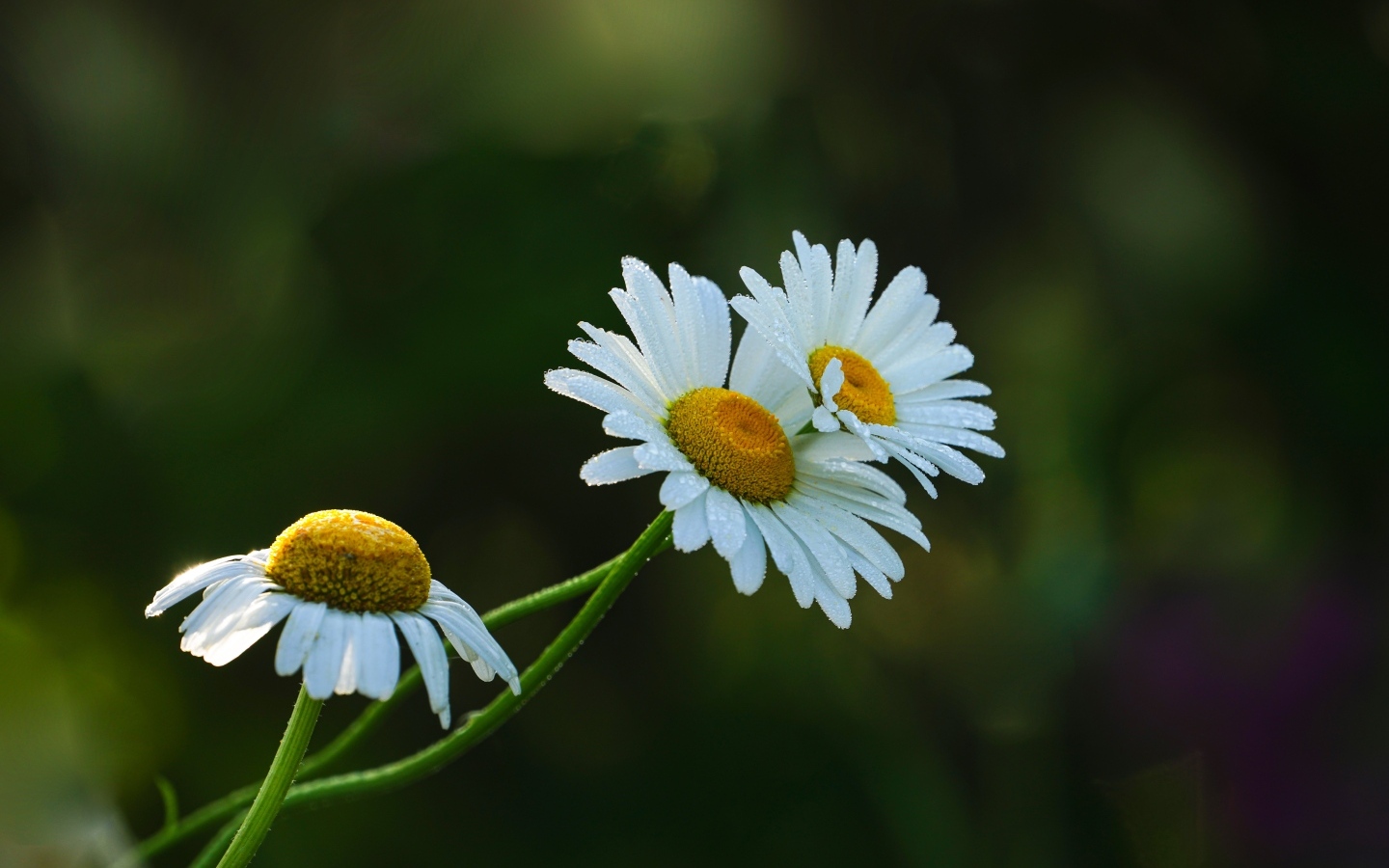 Три белые ромашки в капельках росы