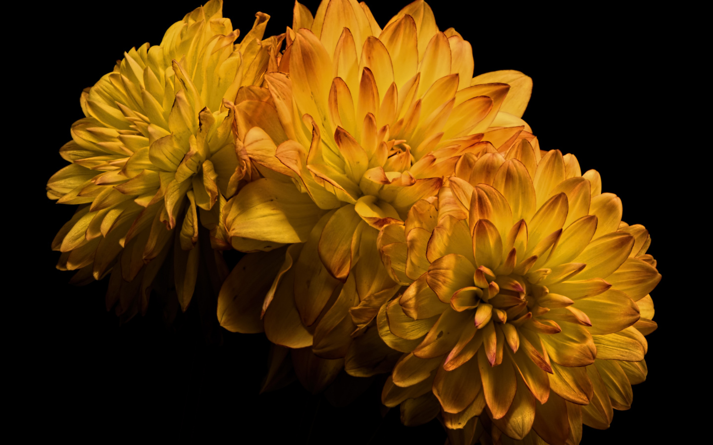 Три желтых цветка хризантемы на черном фоне
