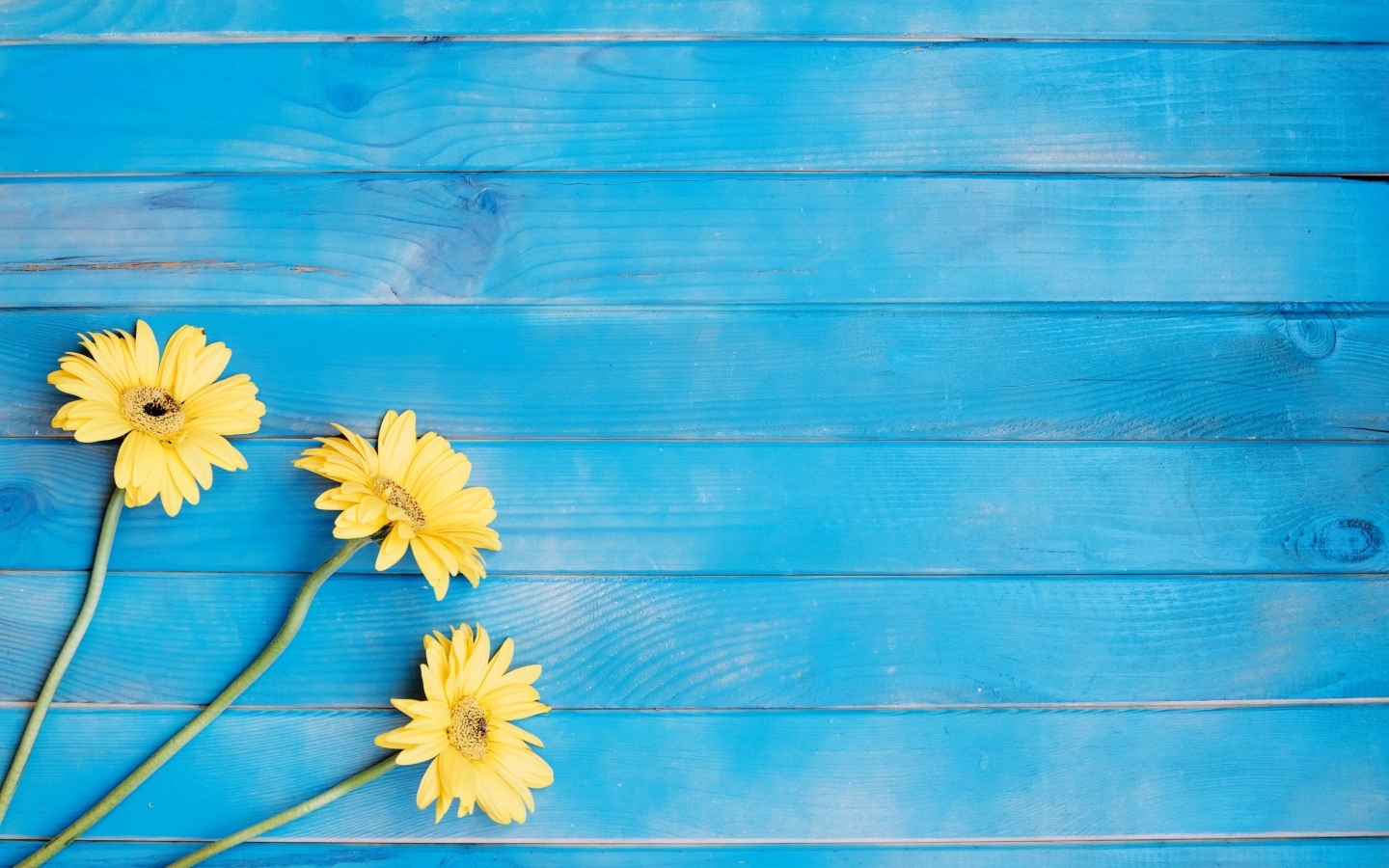 Три желтые герберы на голубом фоне