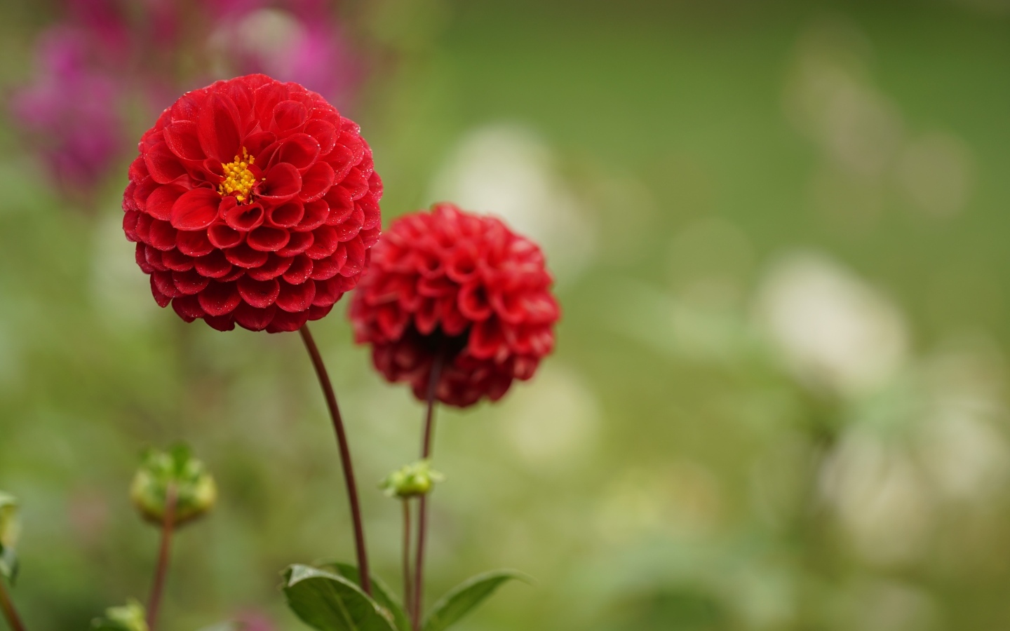 Два красивых пышных цветка садовой георгины