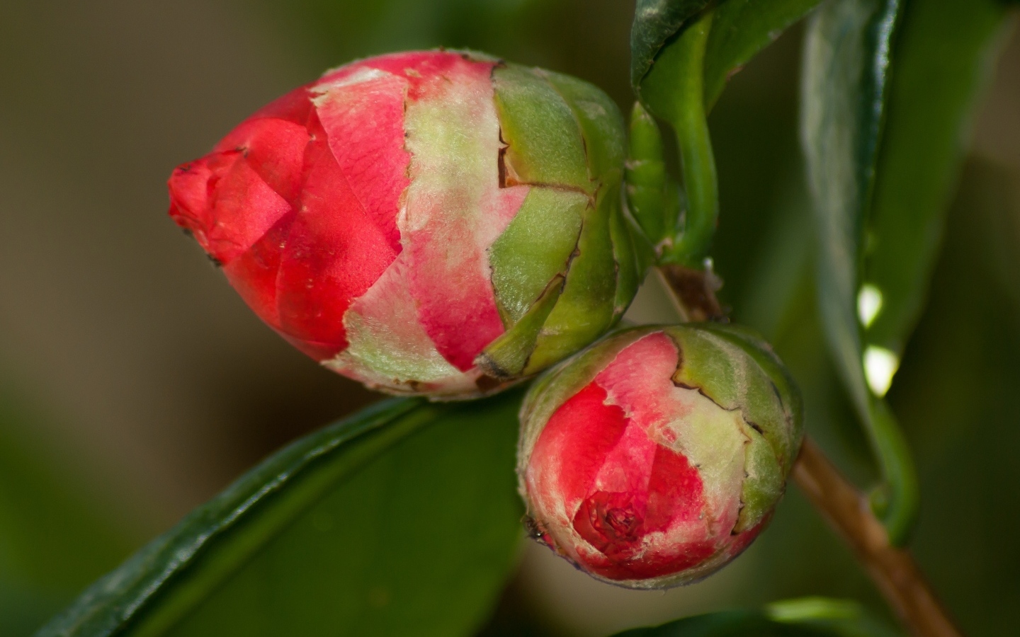 Два бутона красных цветов камелии