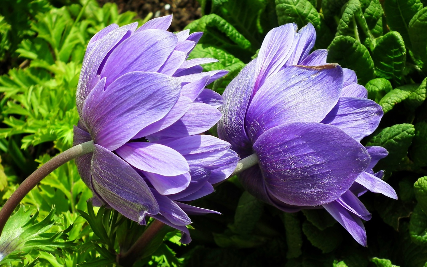 Два сиреневых цветка анемоны крупным планом