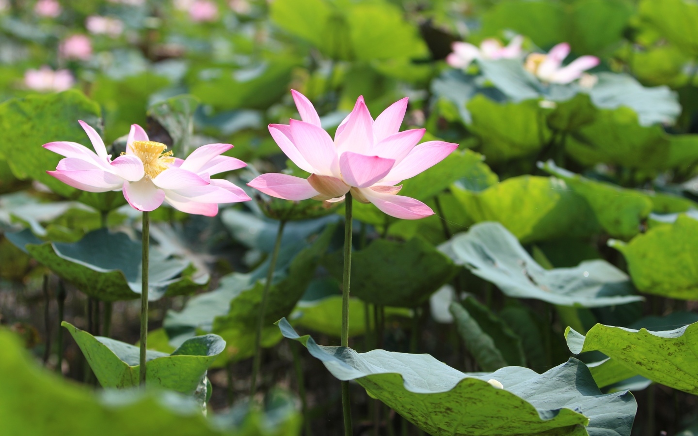 Два розовых цветка лотоса с зелеными листьями в пруду