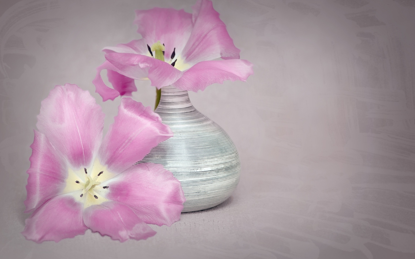 Два розовых тюльпана с вазой на сером фоне