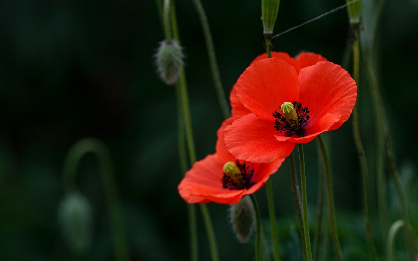 Два красных мака с бутонами в траве