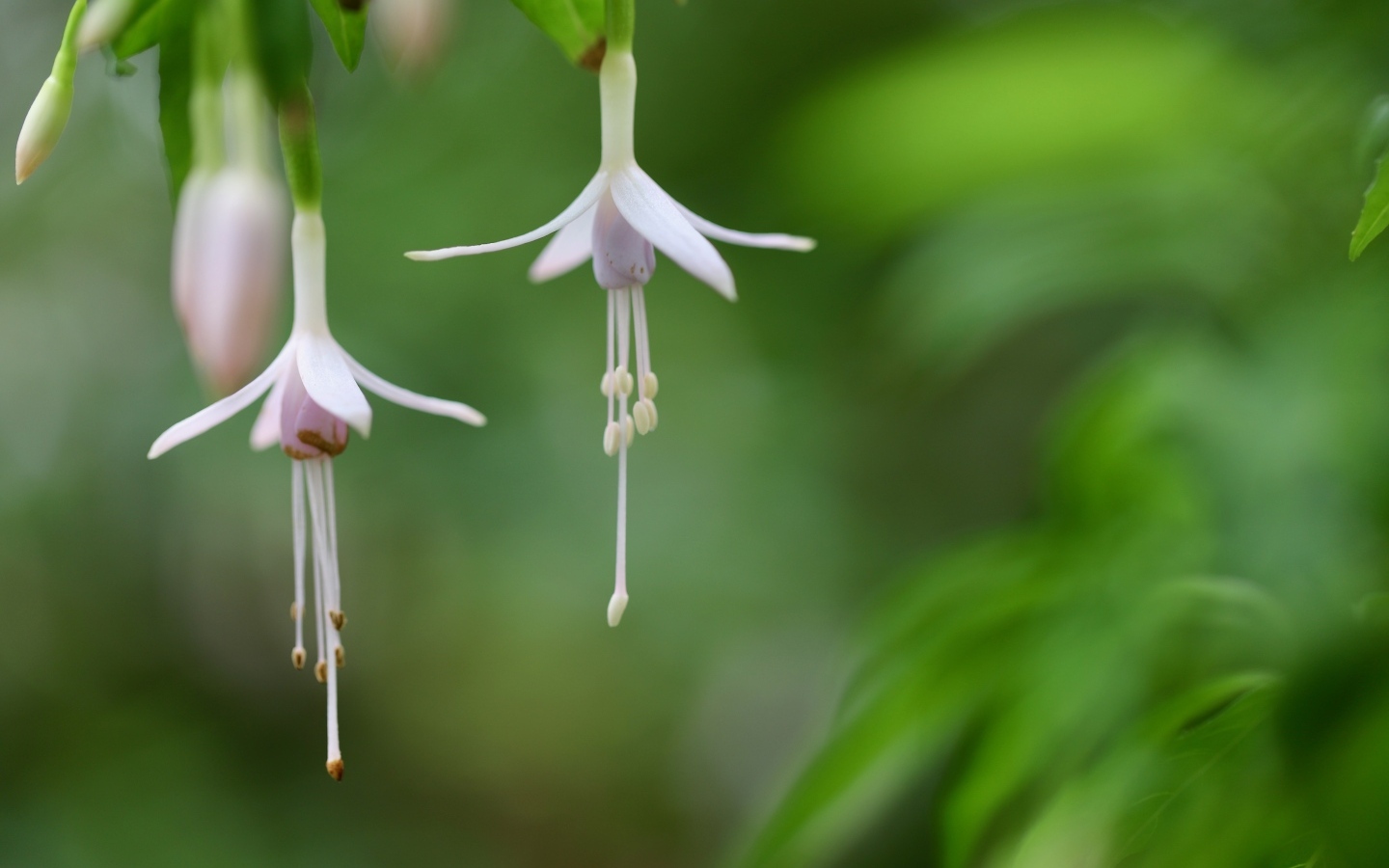Два маленьких цветка фуксии 