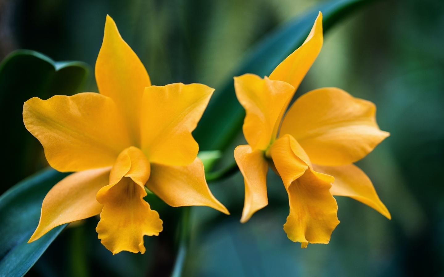 Два желтых нарцисса крупным планом