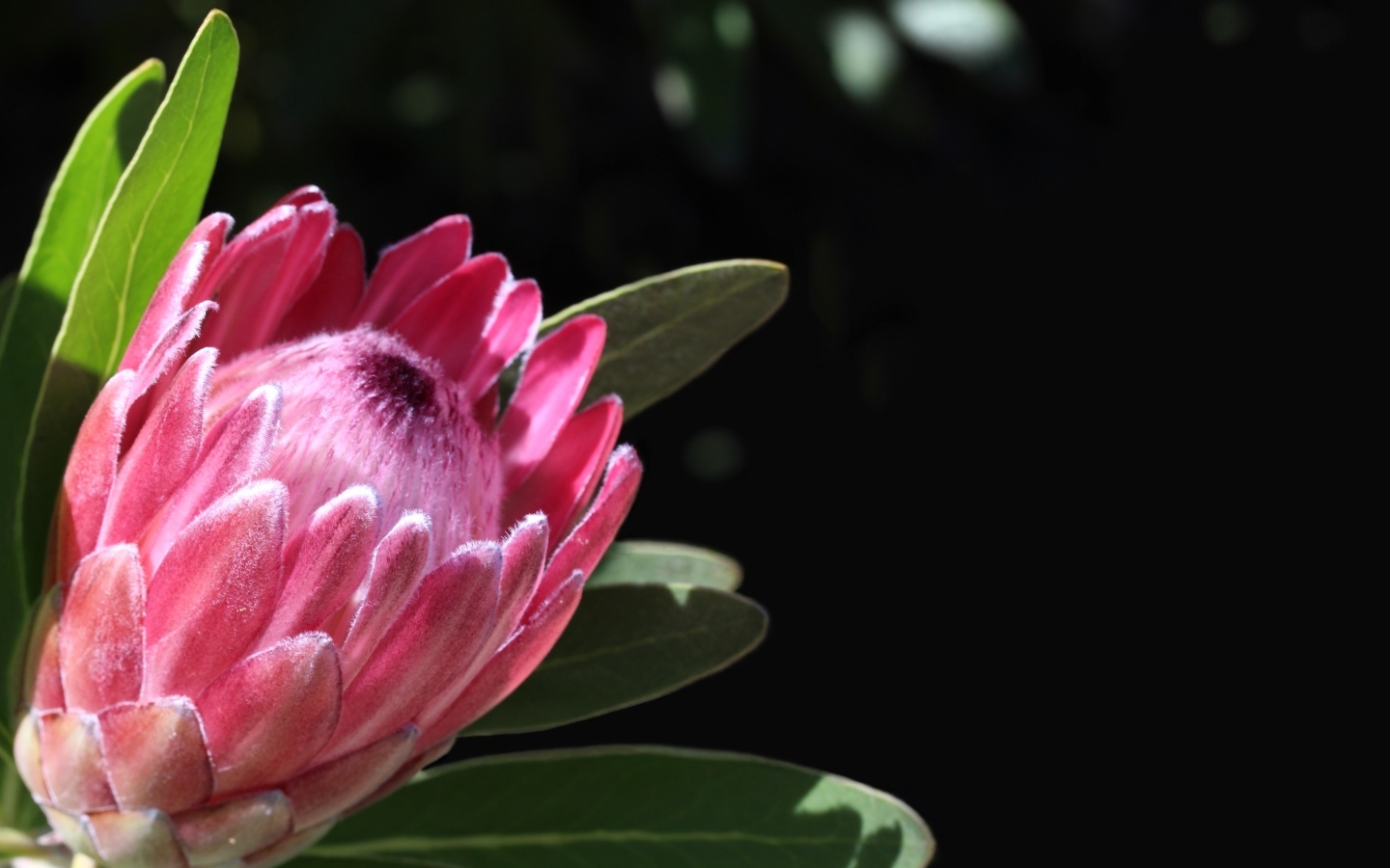 Необычный розовый цветок протея