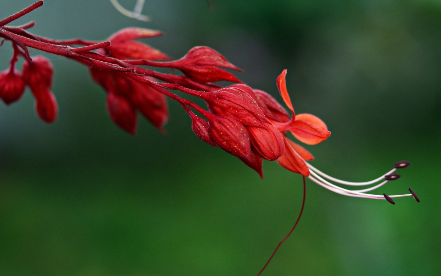 Необычный красный цветок на зеленом фоне