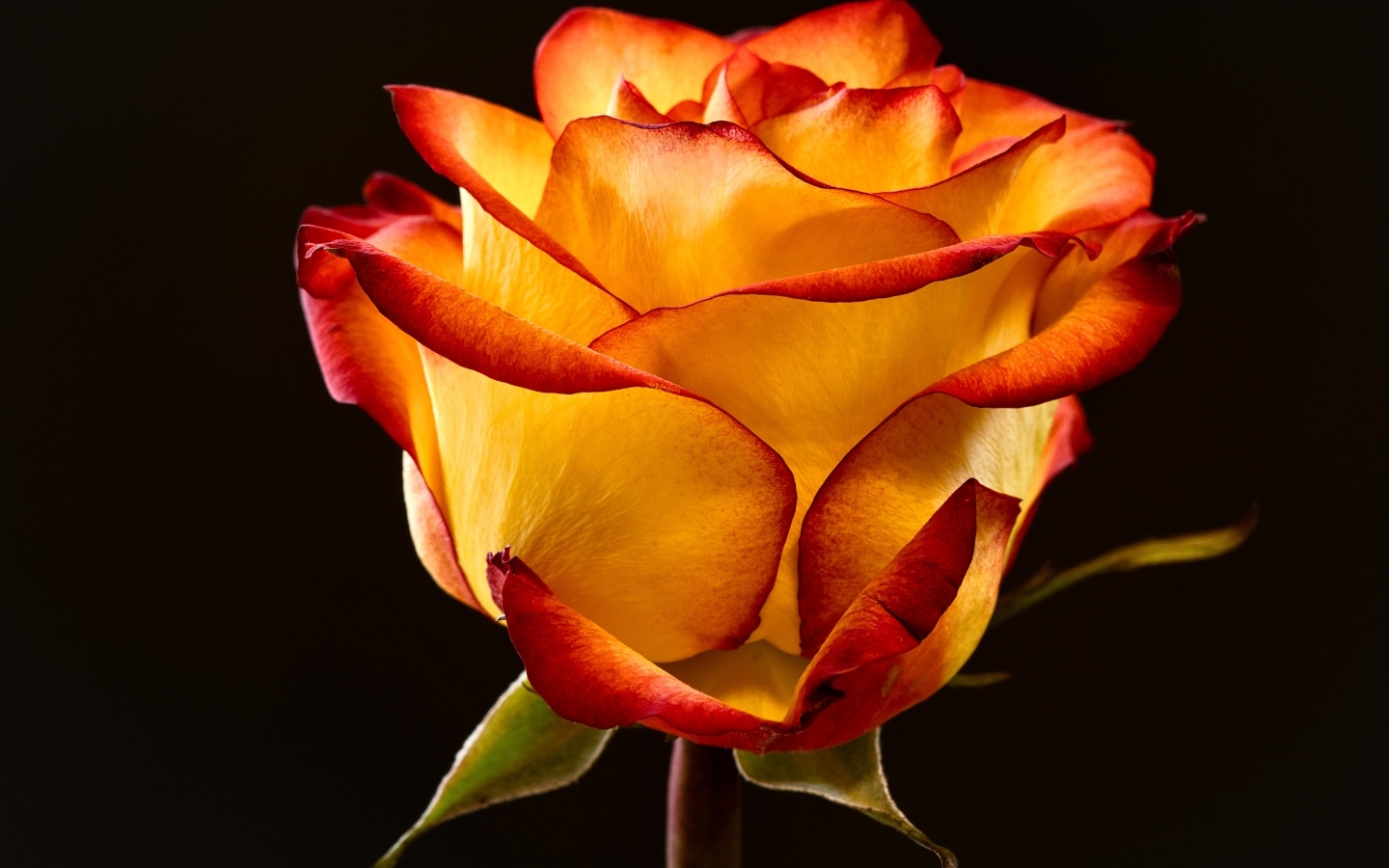 Необычная роза на черном фоне крупным планом