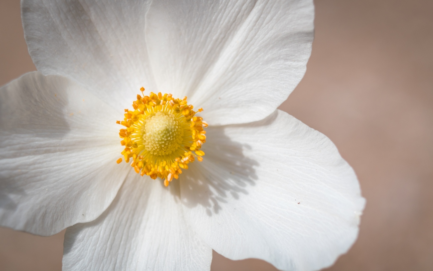 Белый цветок анемоны крупным планом