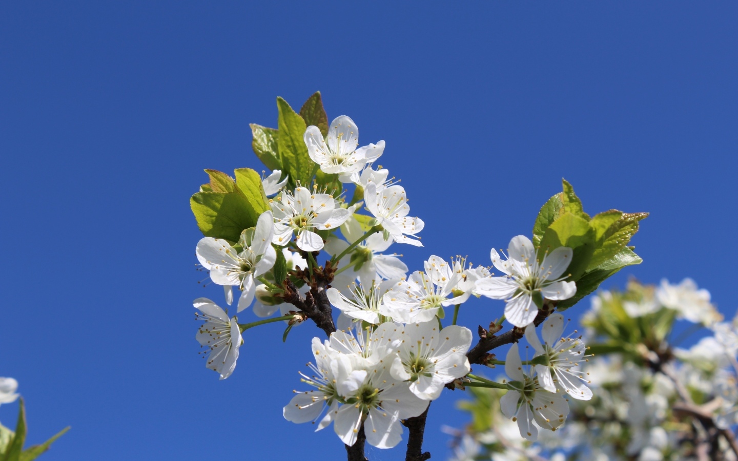 Белые цветы вишни на фоне голубого неба