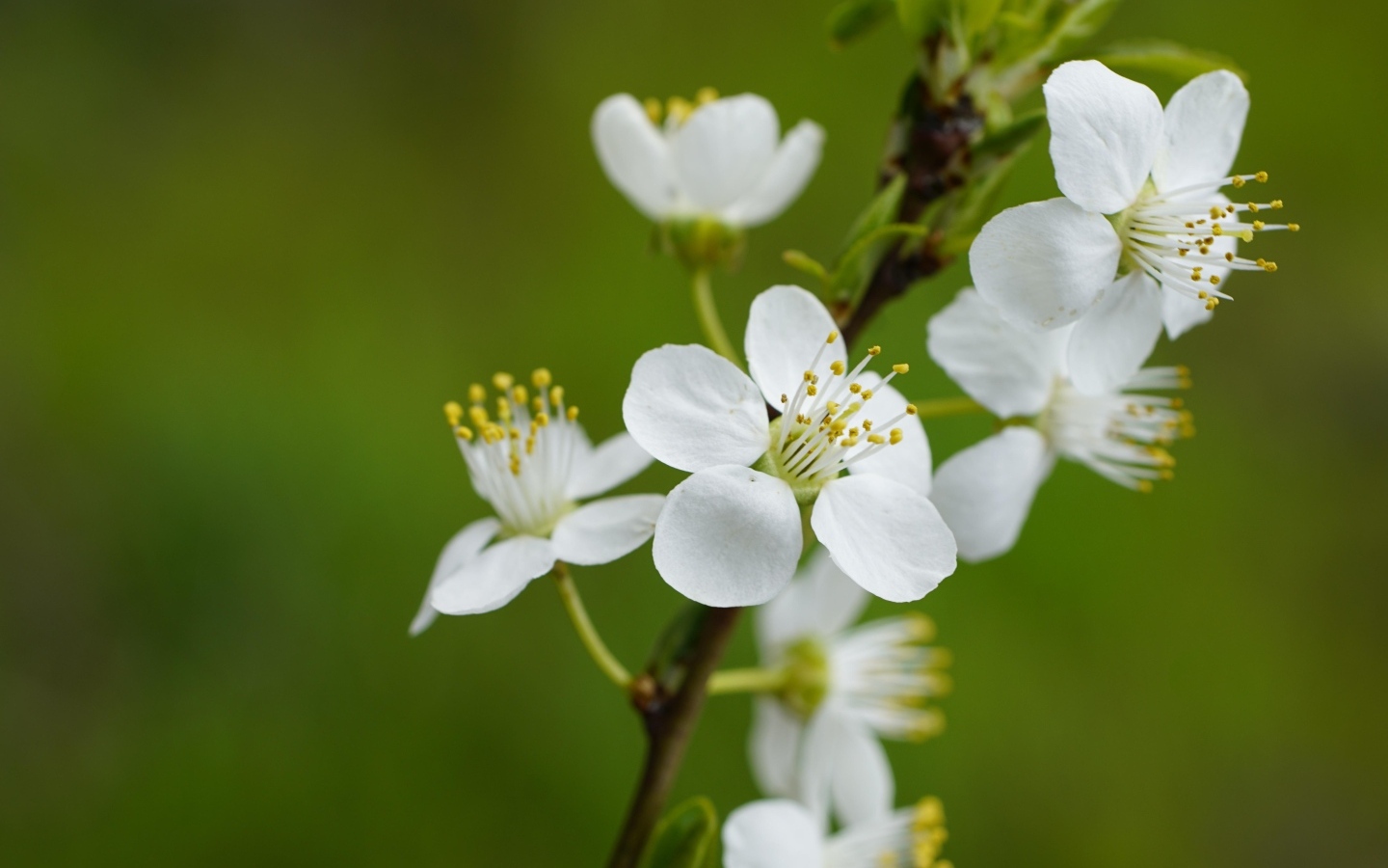 Белые цветы вишни на ветке на зеленом фоне