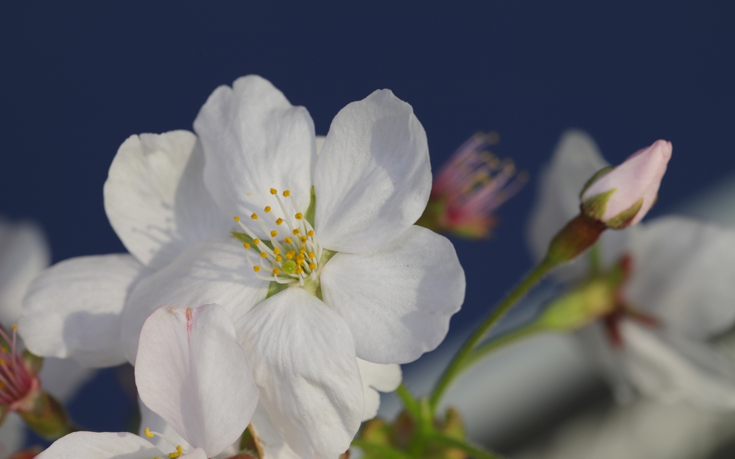 Белые цветы вишни с бутонами вблизи