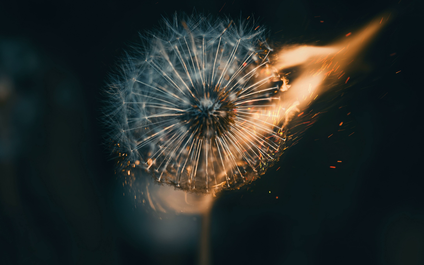 Белый одуванчик в огне