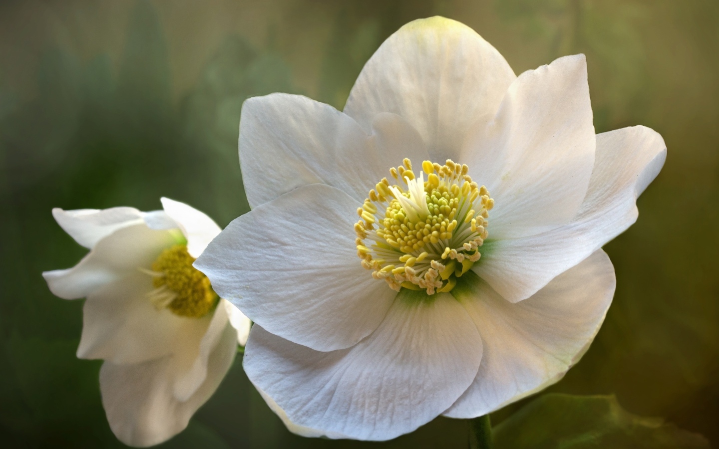 Белые нежные цветы морозника крупным планом 