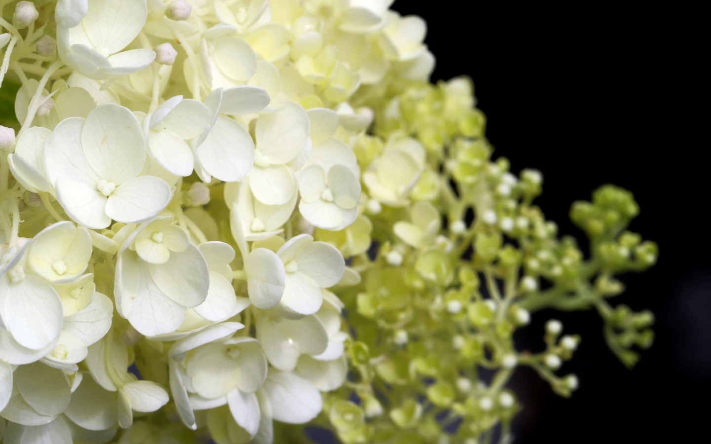 Белые нежные цветы гортензия крупным планом