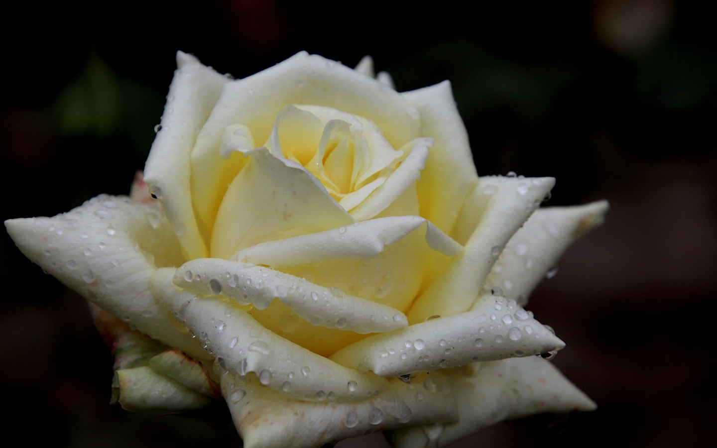 Белая нежная роза с росой на лепестках