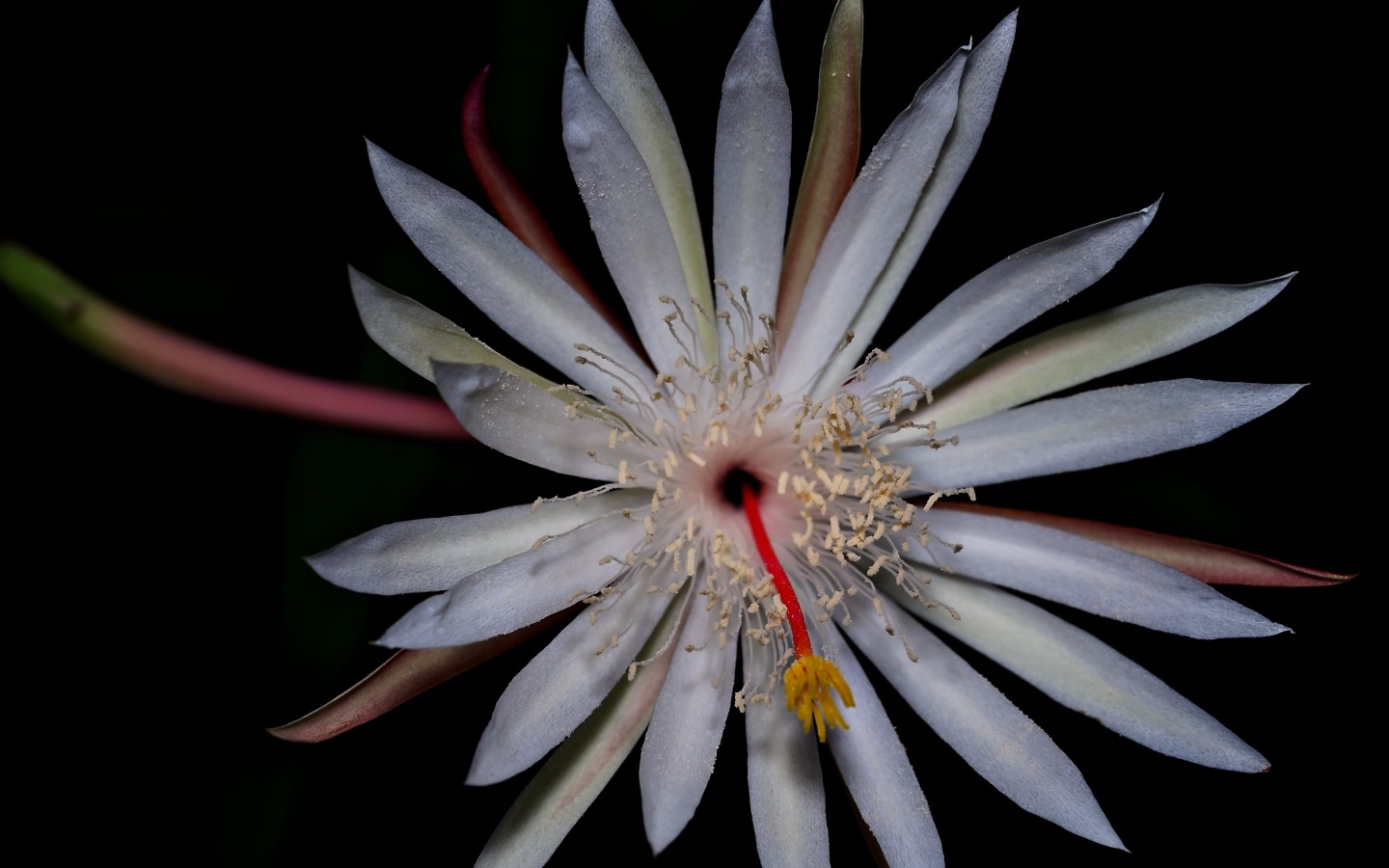 Белый экзотический цветок кактуса