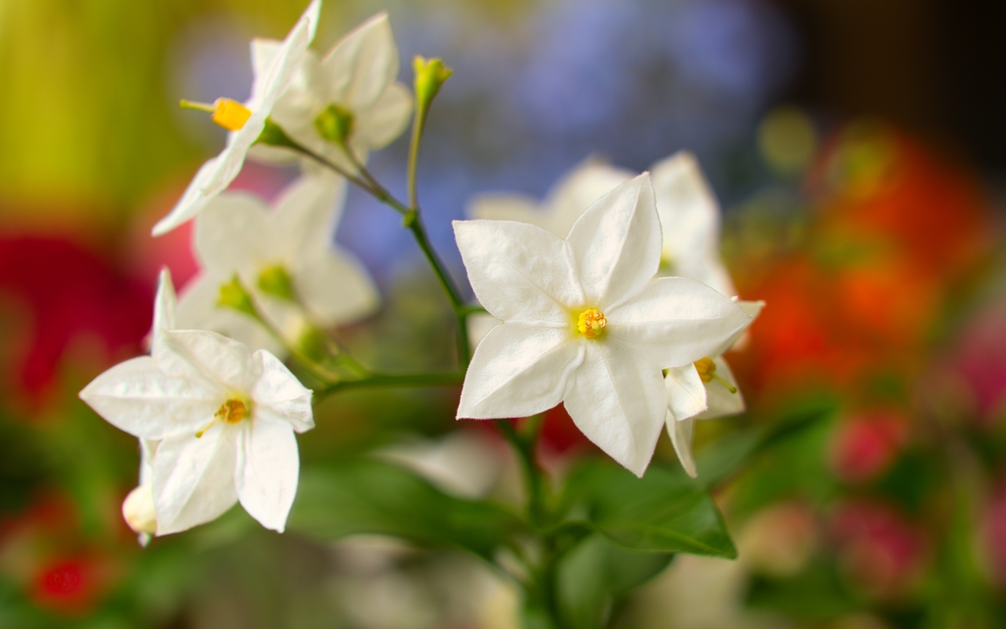 Белые цветы на клумбе летом