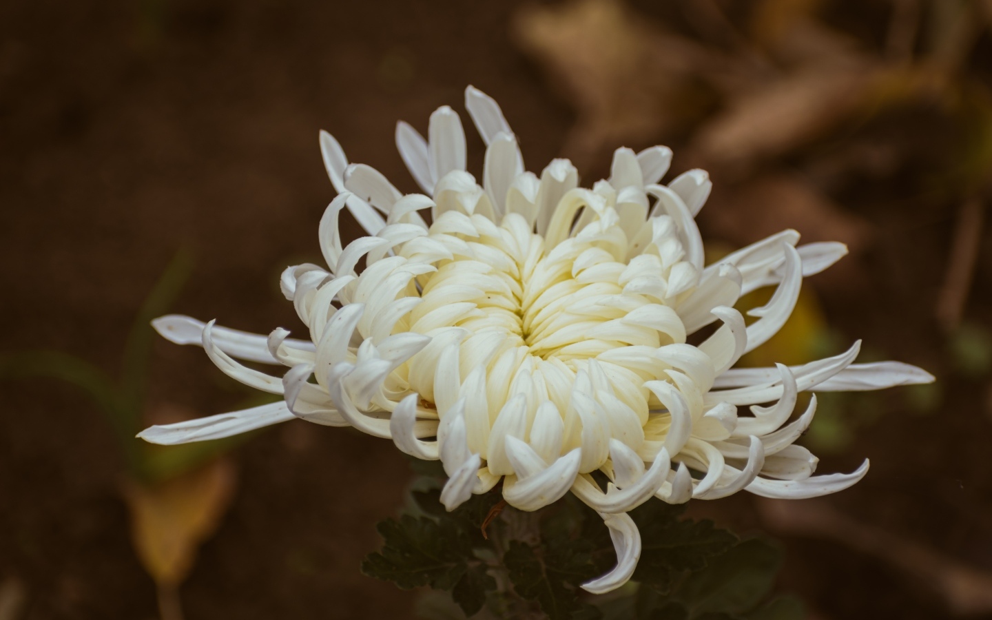 Белый цветок садовой хризантемы вблизи