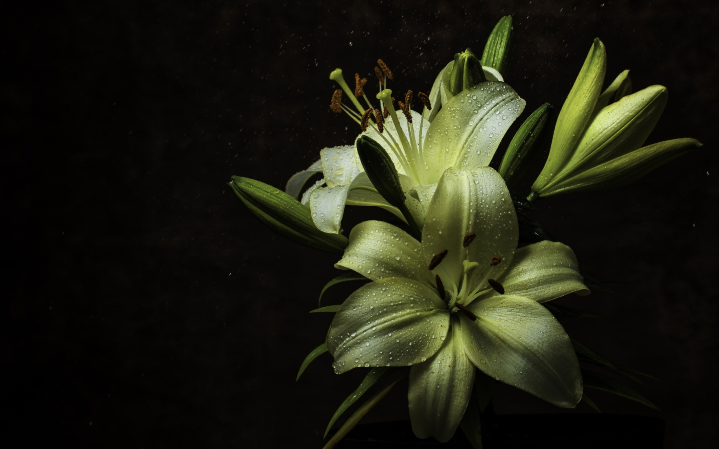 Белые цветы лилии в каплях росы на черном фоне
